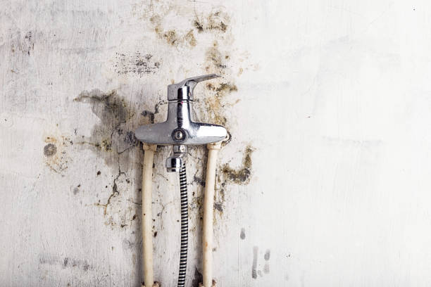 Best Best Mold Removal Companies  in Stiles, PA