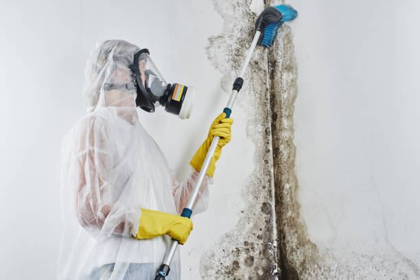 Best Certified Mold Removal  in Stiles, PA