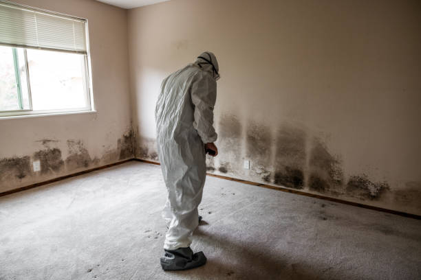 Best Toxic Mold Removal  in Stiles, PA