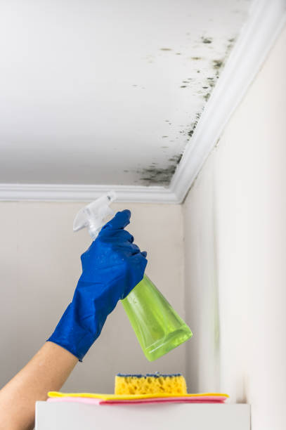 Best Mold Damage Repair  in Stiles, PA