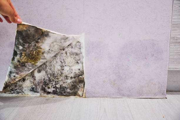 Best Mold Remediation  in Stiles, PA